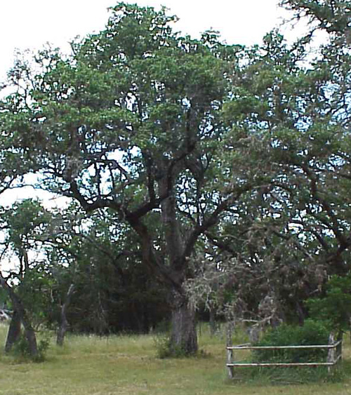 Hangman's Oak-recent